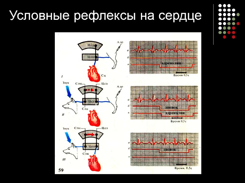 Условные рефлексы на сердце адреналин звонок адреналин звонок